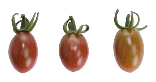 Coloured candy